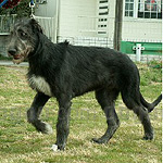 アイリッシュ・ウルフハウンド 犬種　の画像