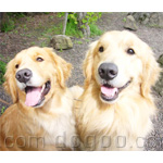 ゴールデン・レトリーバー 犬種の画像