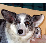 ウェルシュ・コーギー・カーディガン 犬種の画像