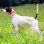 イングリッシュ・ポインター 犬種の画像