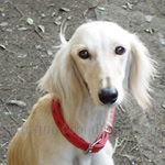 サルーキ 犬種の画像