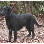 フラットコーテッド・レトリーバー 犬種の画像