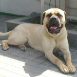 ブルマスティフ 犬種の画像