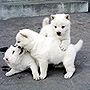 北海道犬 画像 写真  671