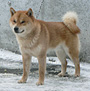 北海道犬 画像 写真  681