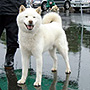 北海道犬 画像 写真  685