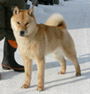 北海道犬 画像 写真  679