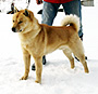 北海道犬 画像 写真  683