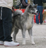 秋田犬 画像 写真  128