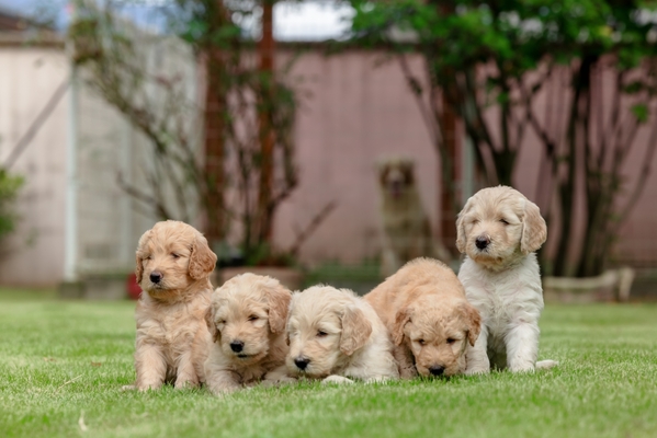 犬舎の子犬たち（Gドゥードル）