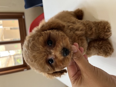 トイ プードル 犬の犬舎ブリーダー全国リスト Dogoo Com