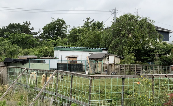 ドッグランから犬舎を撮影