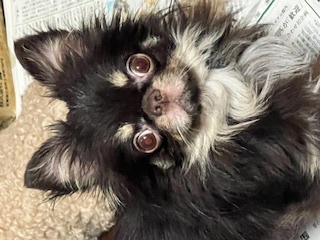 潰れたイカツイお顔のイケメン♪優しいの♡