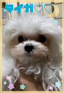 可愛いマルちゃん凄くチビちゃん♪