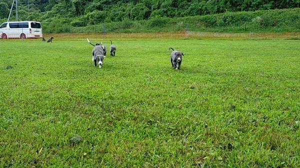 犬舎ドッグランにて