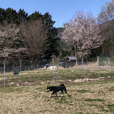 広いドッグランで走り回ってます