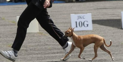 ピンシャー | 犬の犬舎ブリーダー全国リスト - dogoo.com