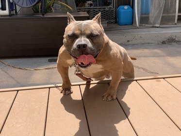 TigerDog ピッドブル Sirius Bully Kennel - 永易 澪（愛媛県） | 犬の犬舎ブリーダー