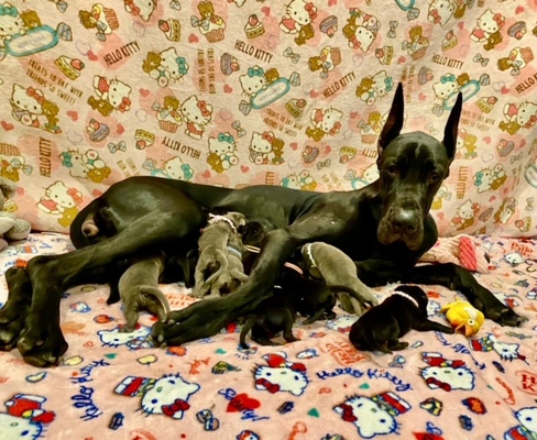 母犬：外産・優良血統・JKCジュニアチャンピオン・ブルー系ブラック×父犬：C.I.B.CH JKC.CH ブルー　2024年1月24日、子犬11頭産まれました。