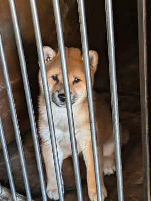 柴犬メス２ヶ月