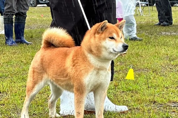 如月の夏鈴号　和泉如月荘　
