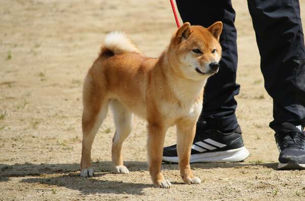 鈴貴の真凛　六甲鈴貴荘
