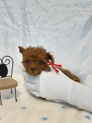トイサイズ・タイニーサイズ・ティーカップサイズの可愛いお顔のプードルちゃんがお待ちしてます😋