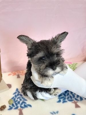 極小サイズ・ティーカップシュナちゃんがお待ちしてます😋