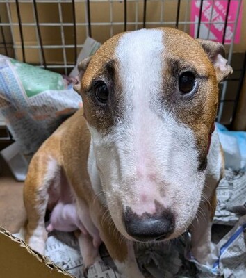 成犬のMブルテリア、おっとりやさんの女の子です♪