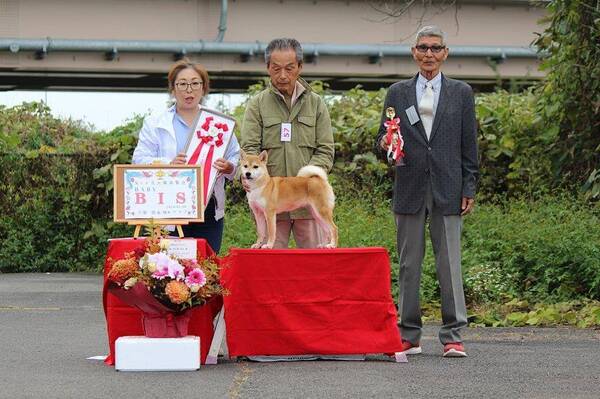 受賞犬