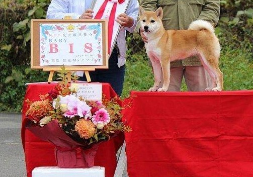 受賞犬