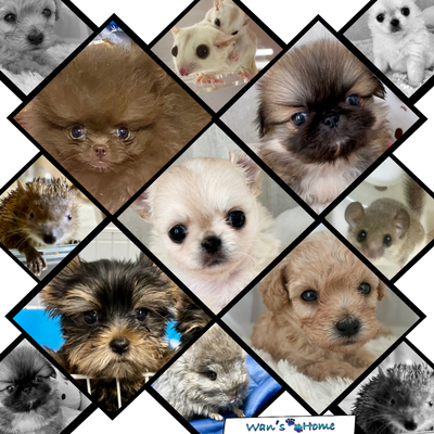 当犬舎のワンコ達です