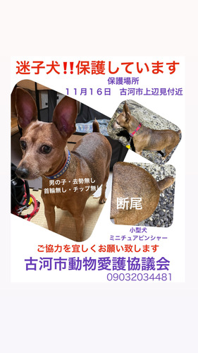 ミニチュアピンシャー保護して居ます
