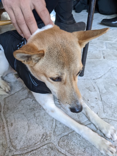 迷子犬探してます