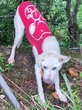 2451 赤いスヌーピーの洋服着た白い雑種犬の目撃情報