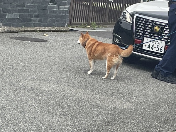 2637 5/21大阪府箕面市で柴犬が迷子になっていました