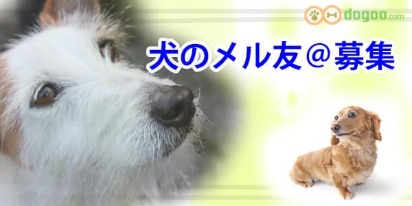 犬のメル友 募集 犬友を探す掲示板 交流と出会い Dogoo Com