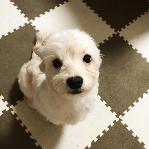 犬の散歩友達