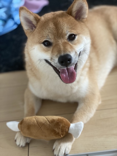 犬友達募集中