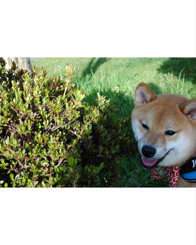 犬友達募集中