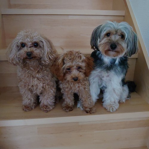 でかけられる犬友達