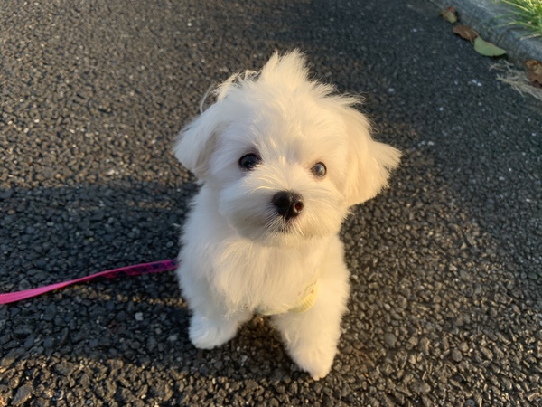 犬友達募集中です♪