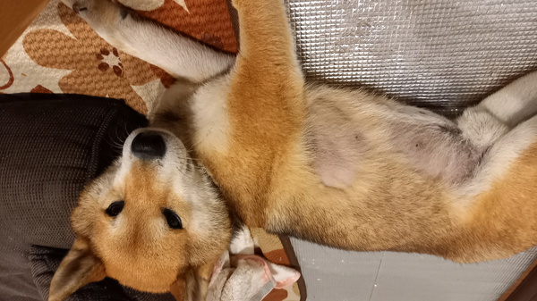 犬友募集