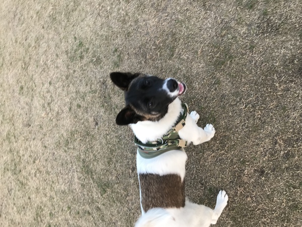 犬友募集します(^^)♪