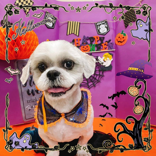 犬友達募集