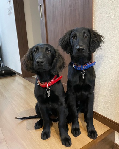 大型犬のお友達募集꙳★*゚