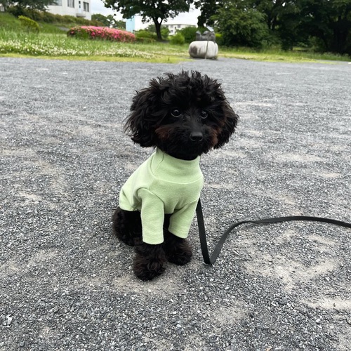 犬友達募集中