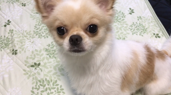 犬友達募集中です(*^o^*)