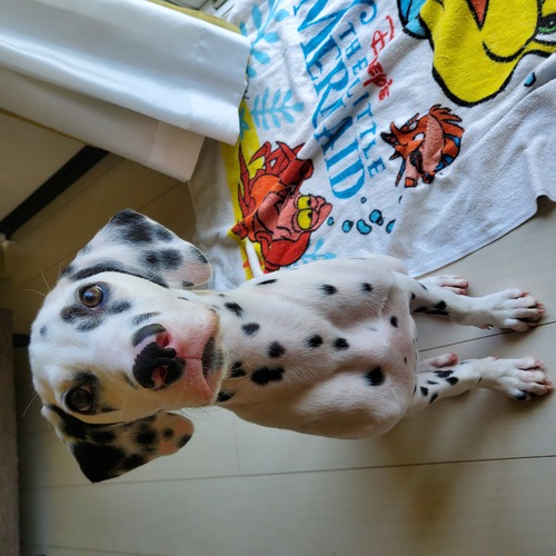 犬友達募集です U・ω・U