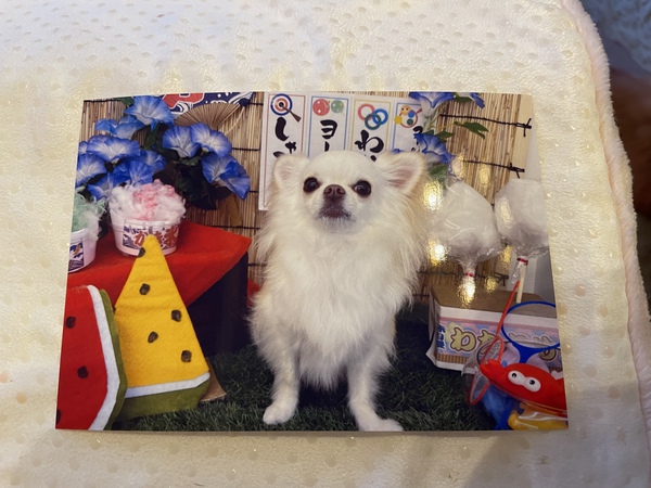 犬お友達を募集中